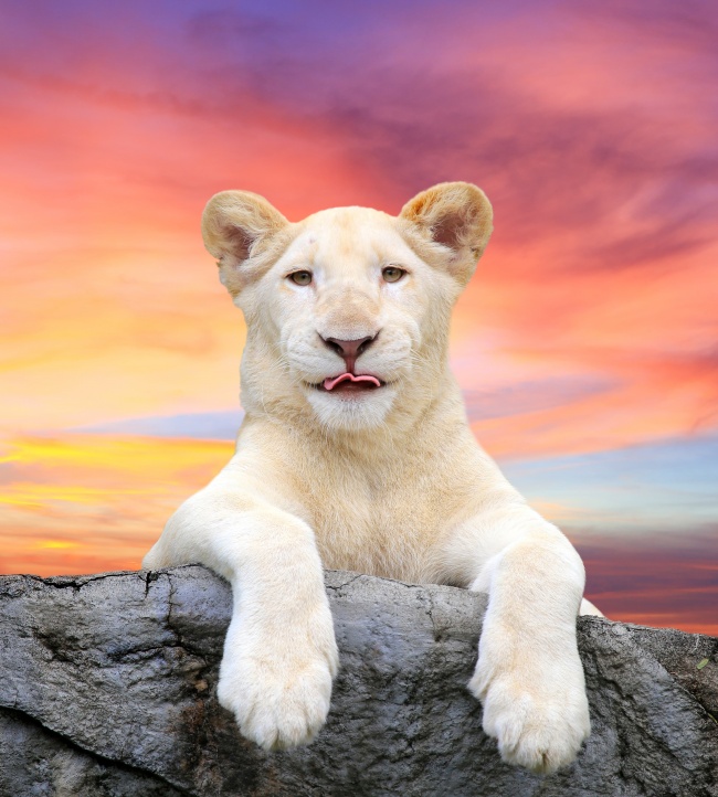 点击大图看下一张：黄昏下的白狮子图片