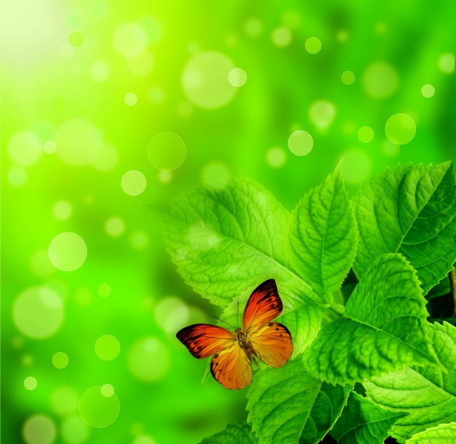 点击大图看下一张：绿叶蝴蝶图片