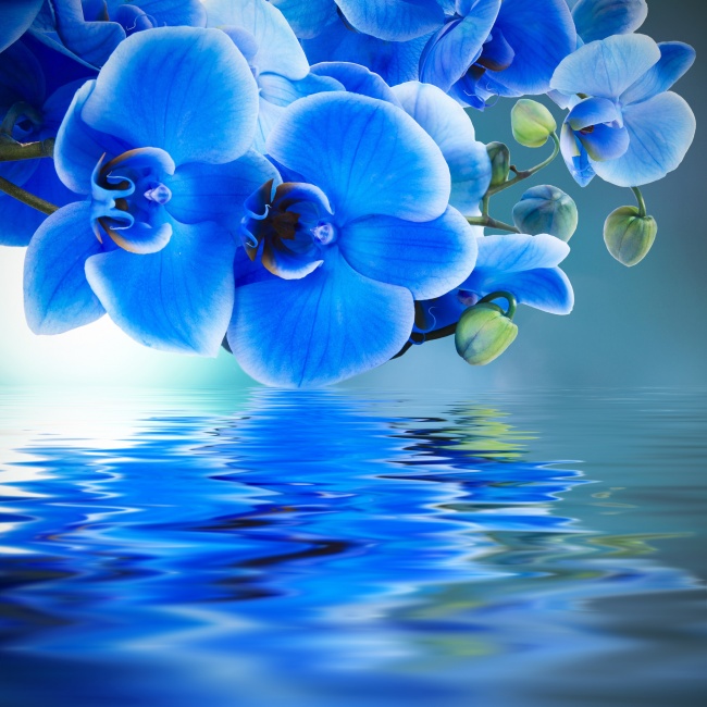点击大图看下一张：蓝色艳丽蝴蝶兰图片