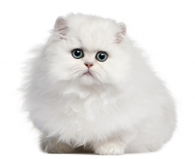 点击大图看下一张：可爱白色小猫图片