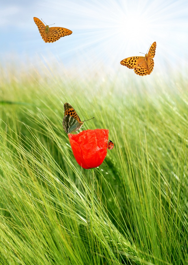点击大图看下一张：绿野中的红花蝴蝶图片