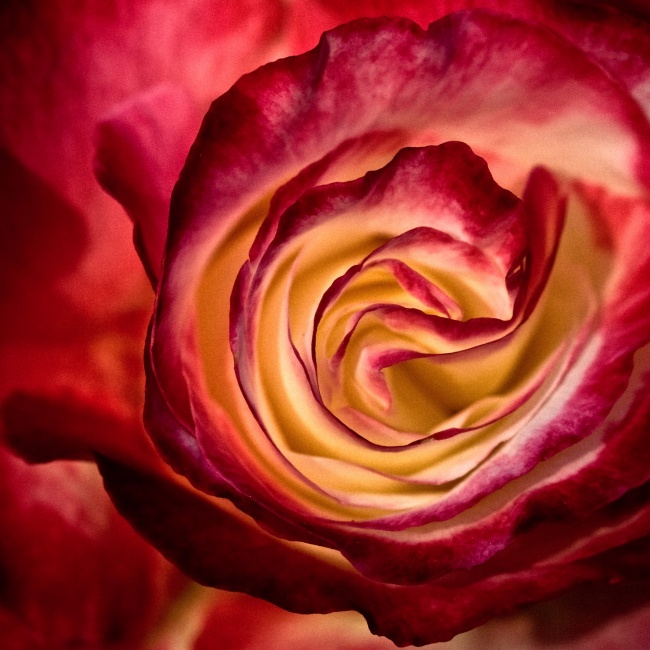 点击大图看下一张:微距玫瑰花图片