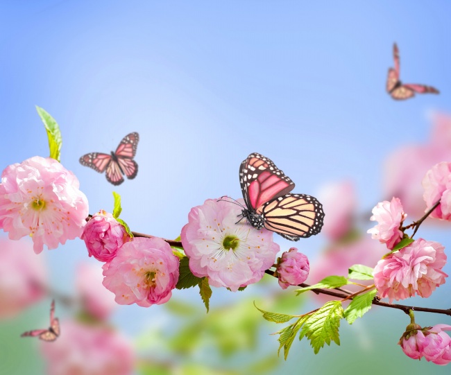点击大图看下一张：蝴蝶樱花图片
