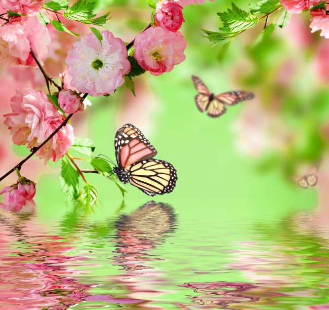 点击大图看下一张：唯美蝴蝶樱花图片