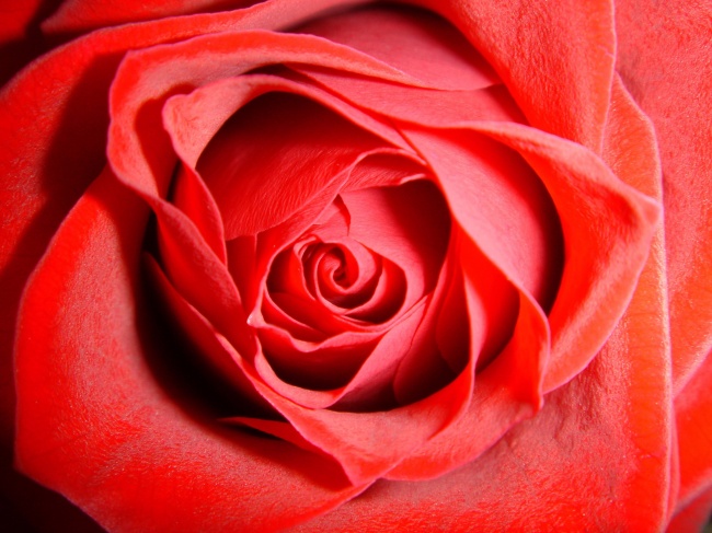 点击大图看下一张：热情似火的玫瑰花图片