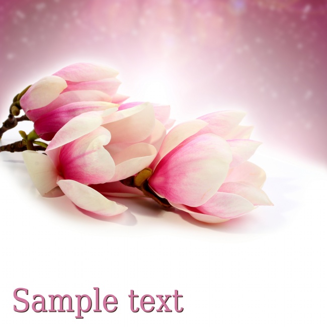 点击大图看下一张：粉色淡雅木兰花图片