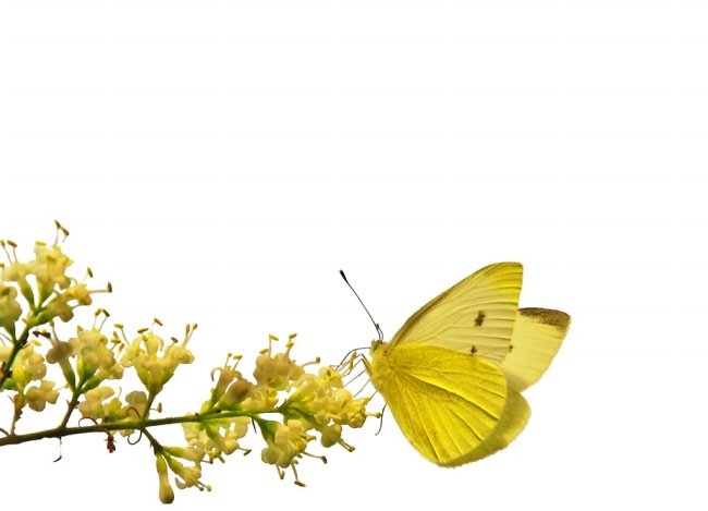 点击大图看下一张：黄色花朵蝴蝶图片