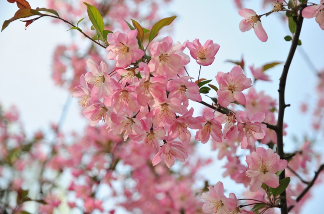 点击大图看下一张：粉色海棠花枝图片