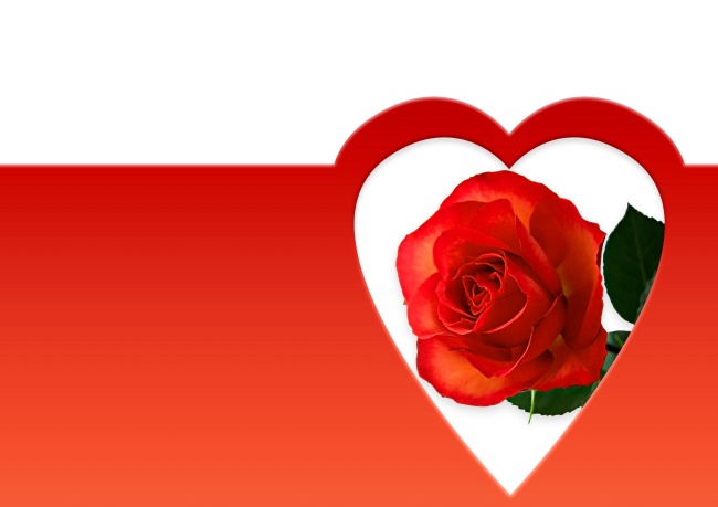点击大图看下一张：爱心玫瑰花图片