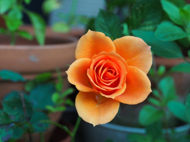 点击大图看下一张：橙色玫瑰花图片