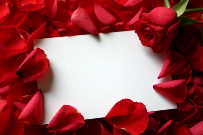 点击大图看下一张：情人节玫瑰花图片