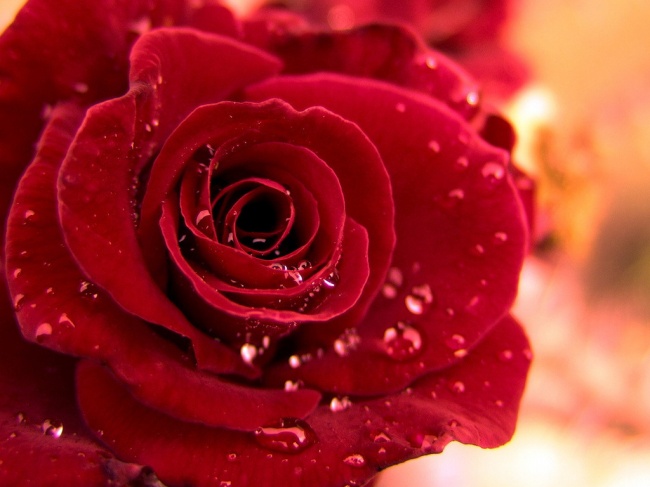 点击大图看下一张：露珠玫瑰花图片