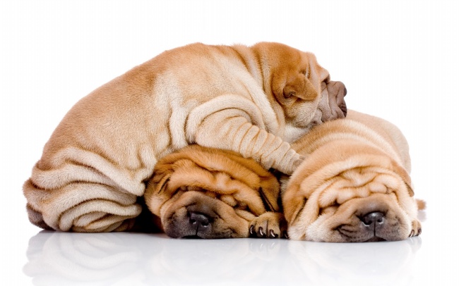 点击大图看下一张：三只睡觉的沙皮狗狗图片