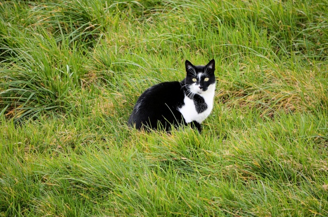 点击大图看下一张：草地家养小猫图片