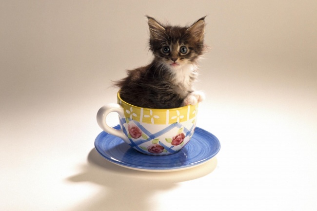 点击大图看下一张：茶杯猫图片