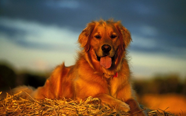 点击大图看下一张：枯草堆上趴着的狗狗图片