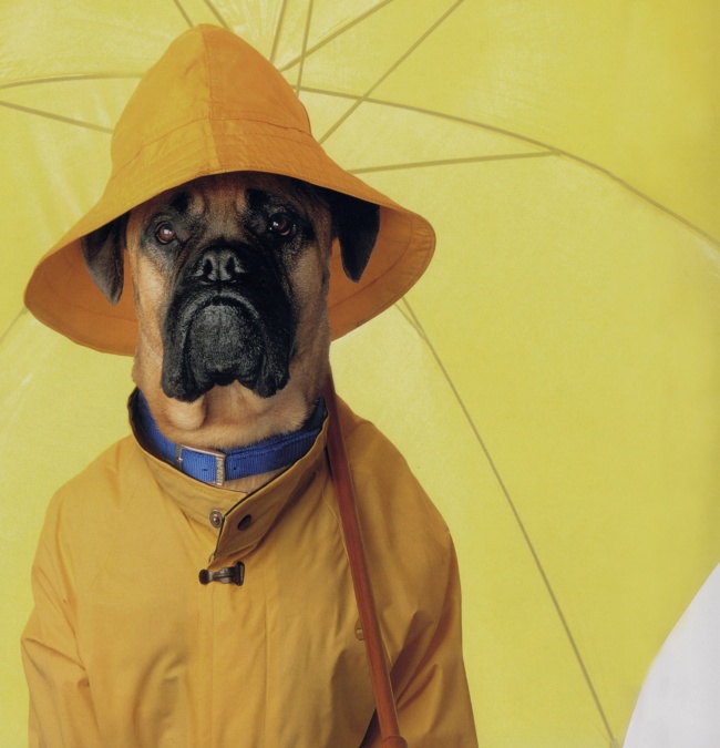 点击大图看下一张：撑着黄色雨伞的狗狗图片