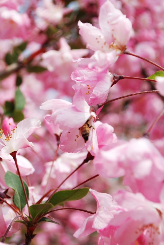 点击大图看下一张：粉嫩海棠花图片