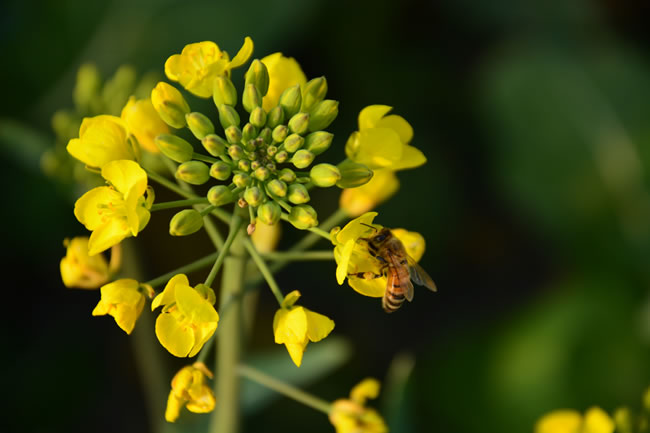 点击大图看下一张：油菜花上的蜜蜂图片