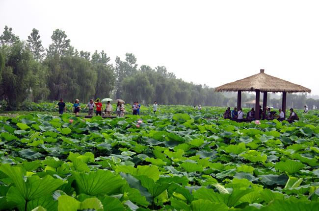 点击大图看下一张：洪泽湖夏季荷花摄影图片
