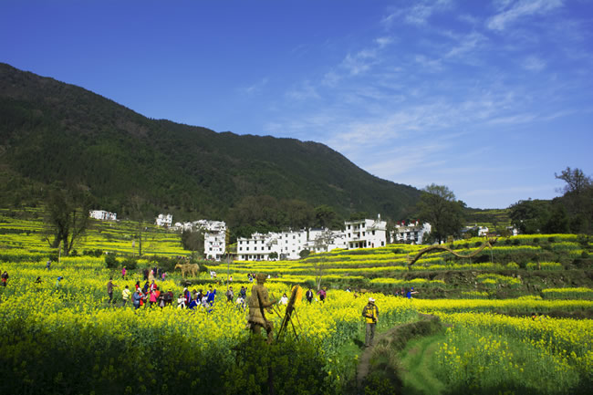 点击大图看下一张:婺源农家油菜花图片