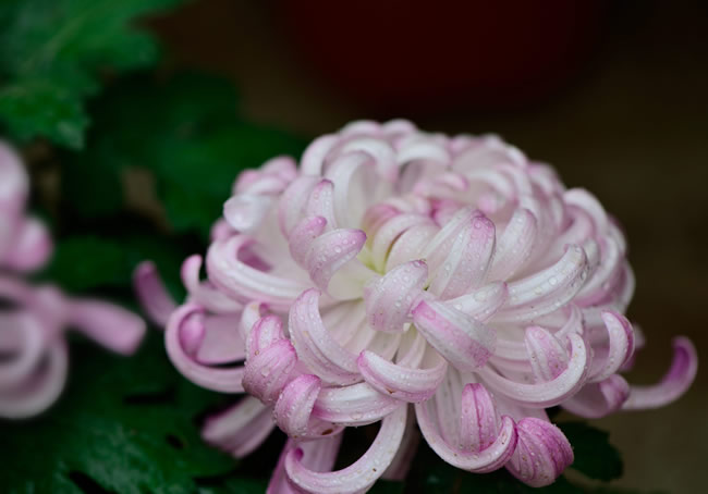 点击大图看下一张：菊花图片