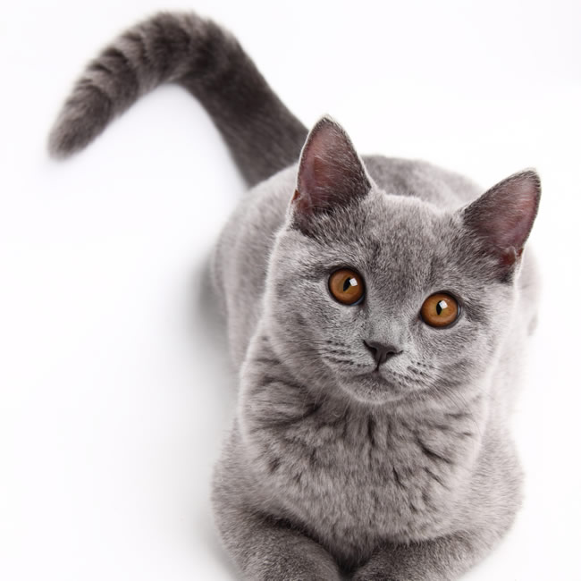 点击大图看下一张：灰色猫咪图片