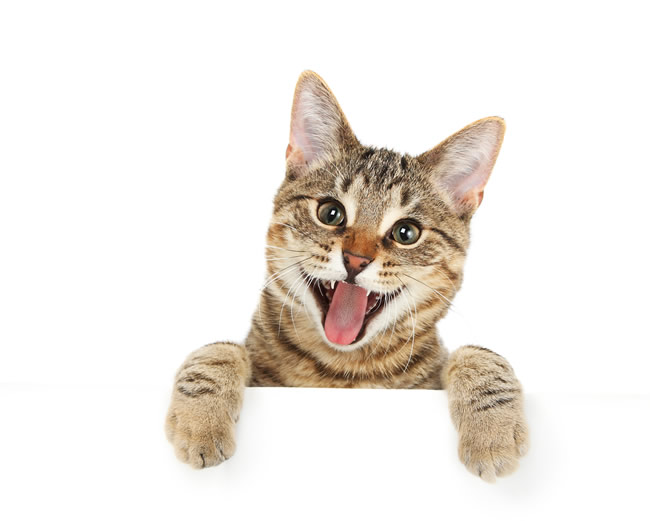 点击大图看下一张：吐舌头的猫图片