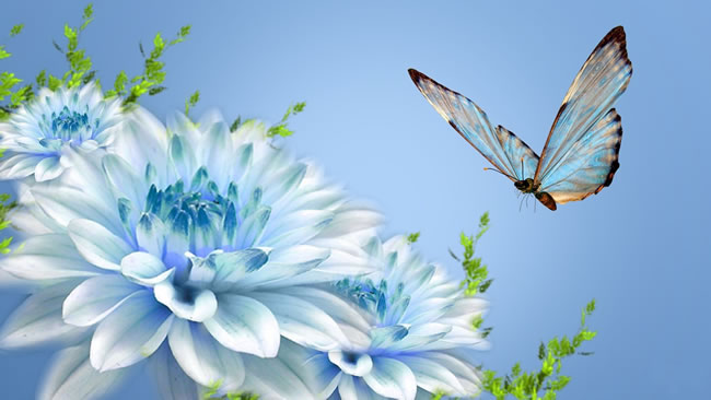 点击大图看下一张：花卉蝴蝶图片