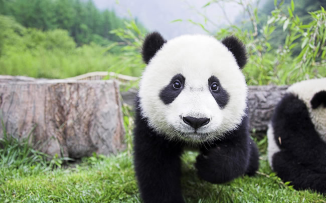 点击大图看下一张：玩耍的熊猫图片