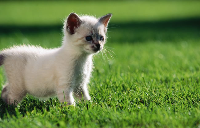 点击大图看下一张：小草地猫咪图片