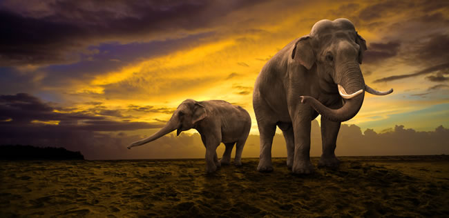点击大图看下一张：大象与小象图片