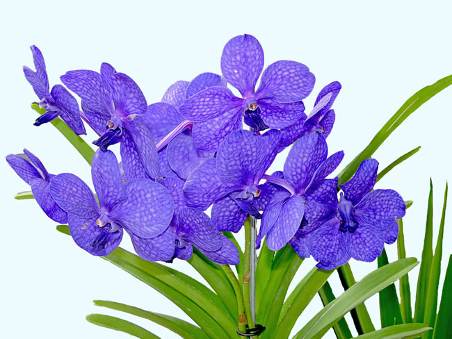 点击大图看下一张：紫色兰花图片