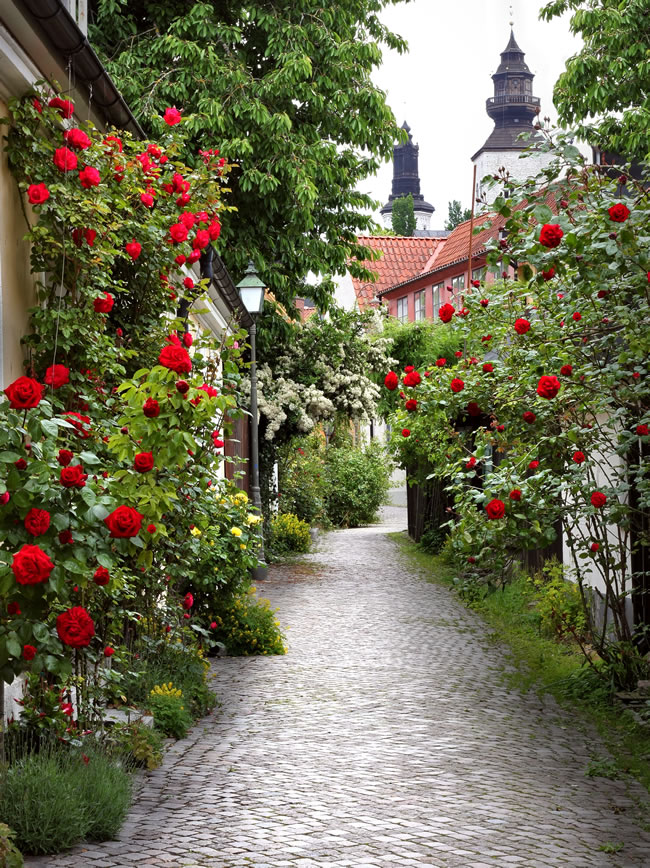 点击大图看下一张：小巷两旁玫瑰花图片