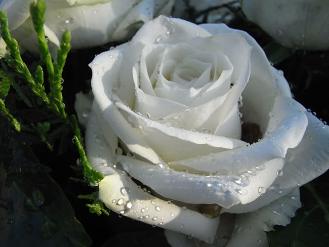 点击大图看下一张：白玫瑰花图片