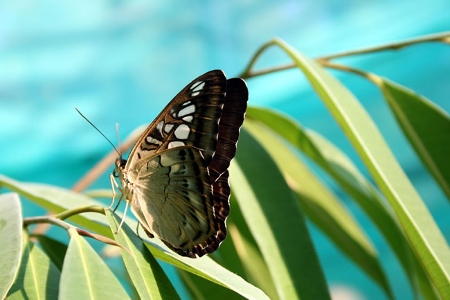 点击大图看下一张：热带蝴蝶图片