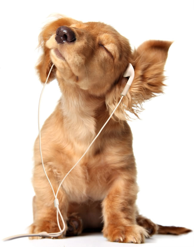 点击大图看下一张：听音乐的小狗图片