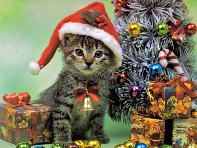 点击大图看下一张：圣诞小猫图片