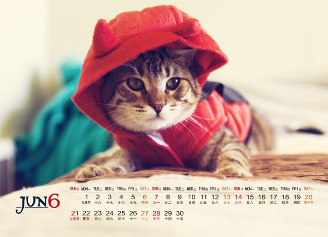 点击大图看下一张：2015年6月猫咪壁纸图片