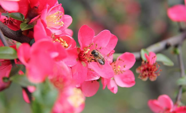 点击大图看下一张：唯美四季海棠花图片