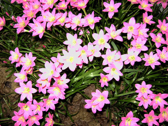 点击大图看下一张：粉红色风雨兰花图片