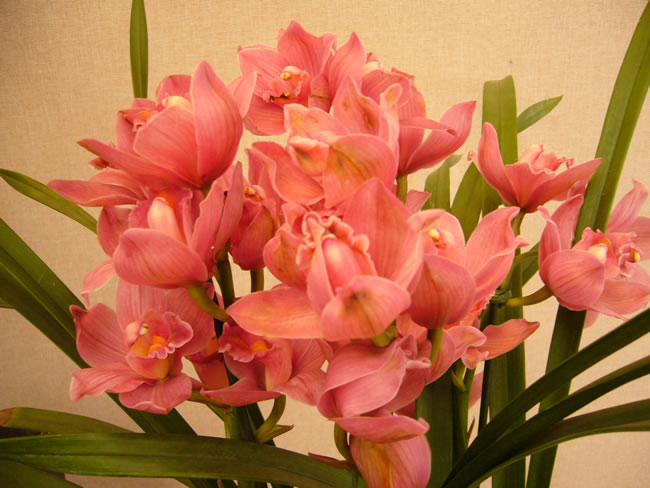 点击大图看下一张：粉红色兰花花卉图片