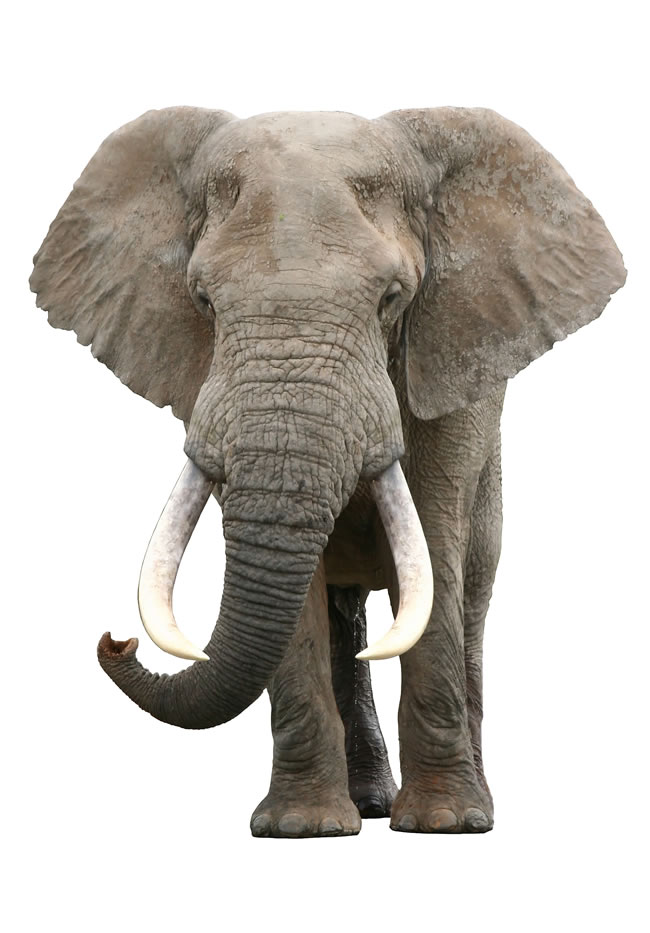点击大图看下一张：野生大象图片