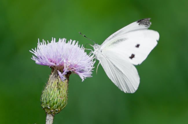 点击大图看下一张：白色采花蝴蝶图片