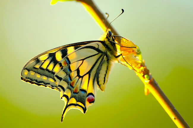 点击大图看下一张：美丽的彩色蝴蝶图片