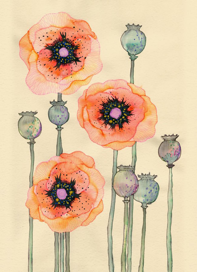 点击大图看下一张：罂粟花插画图片