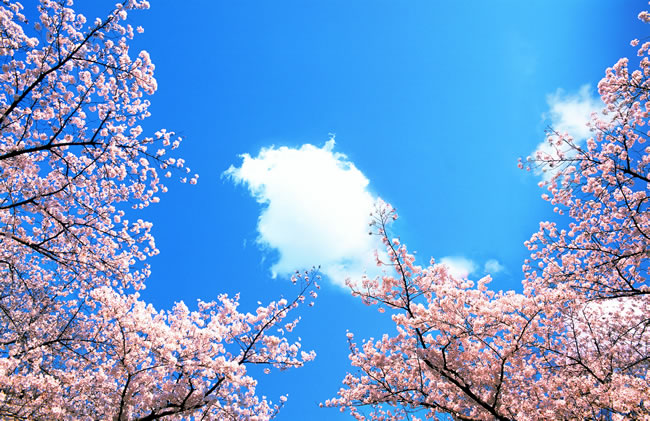 点击大图看下一张：唯美樱花蓝天图片