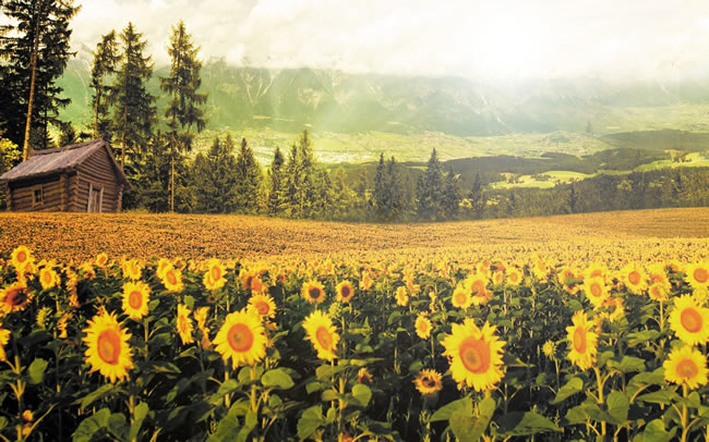 点击大图看下一张:乡村向日葵花海图片