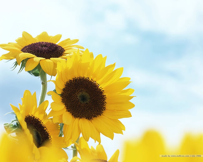 点击大图看下一张：唯美向日葵花卉图片