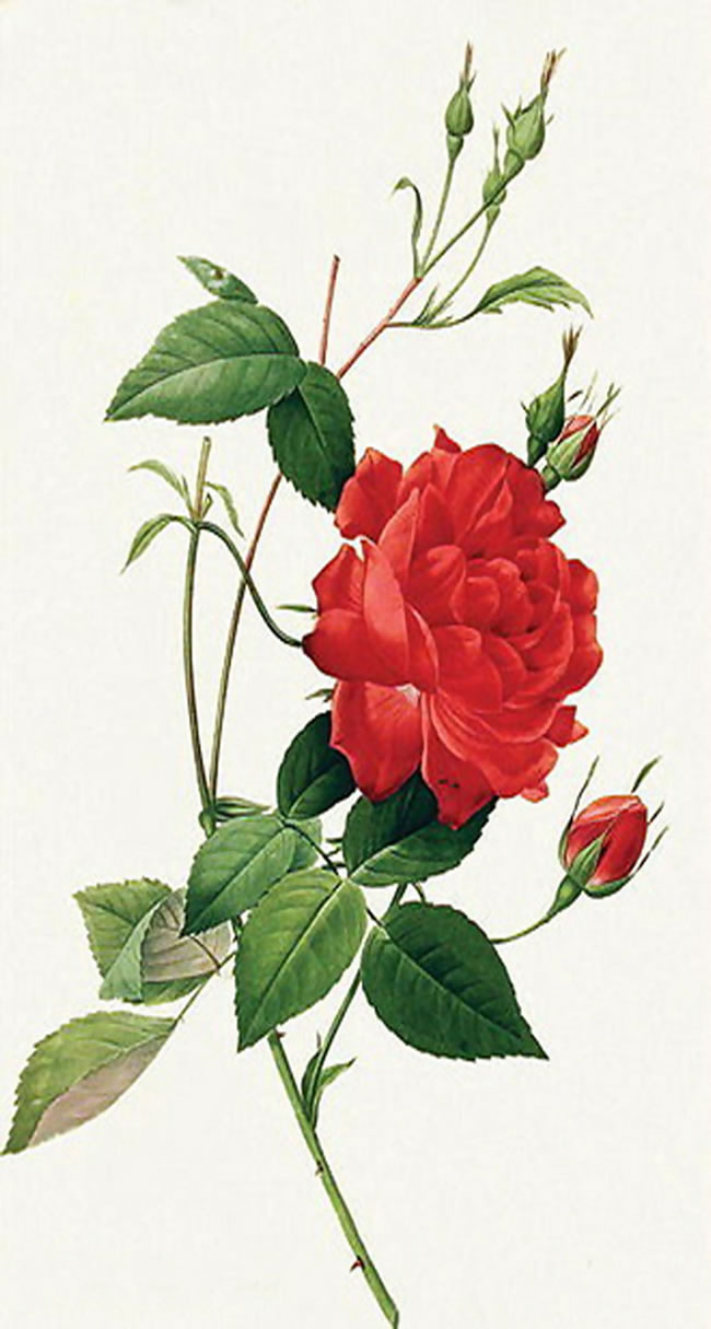点击大图看下一张：美丽的玫瑰花枝图片